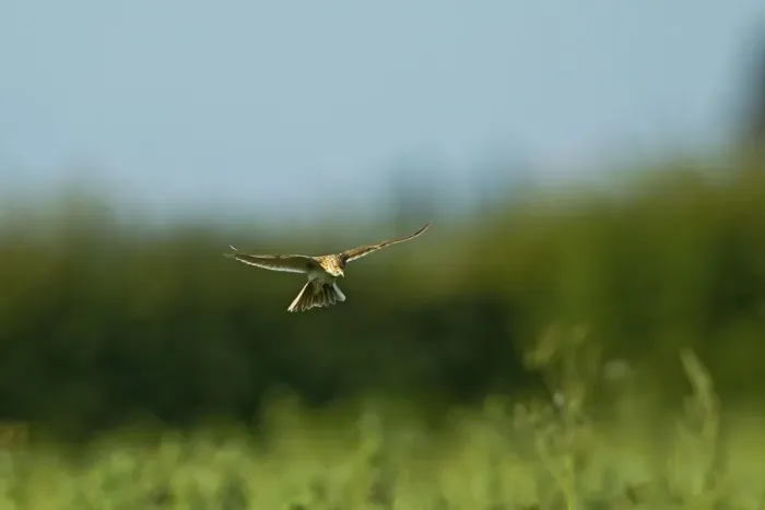 Framed Print : Skylark (Alauda arvensis) adult, in flight, hovering over nest in crop, Warwickshire, England, june Framed Print : Skylark (Alauda arvensis) adult, in flight, hovering over nest in crop, Warwickshire, England, june