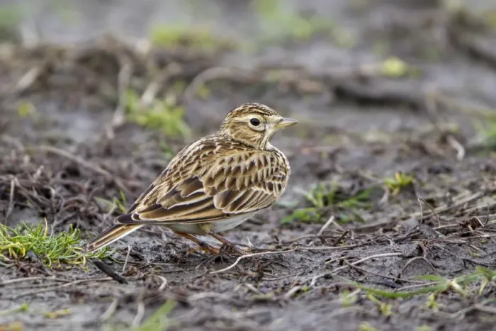 Framed Print : Skylark (Alauda arvensis) adult, standing on mud in field, Suffolk, England, january Framed Print : Skylark (Alauda arvensis) adult, standing on mud in field, Suffolk, England, january