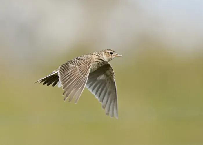 Framed Print : Skylark (Alauda arvensis) adult, in flight, Uist, Shetland Islands, Scotland, June Framed Print : Skylark (Alauda arvensis) adult, in flight, Uist, Shetland Islands, Scotland, June