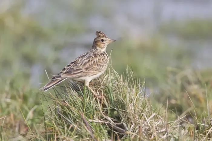 Framed Print : Skylark (Alauda arvensis) adult, standing on grass tussock, Suffolk, England, March Framed Print : Skylark (Alauda arvensis) adult, standing on grass tussock, Suffolk, England, March