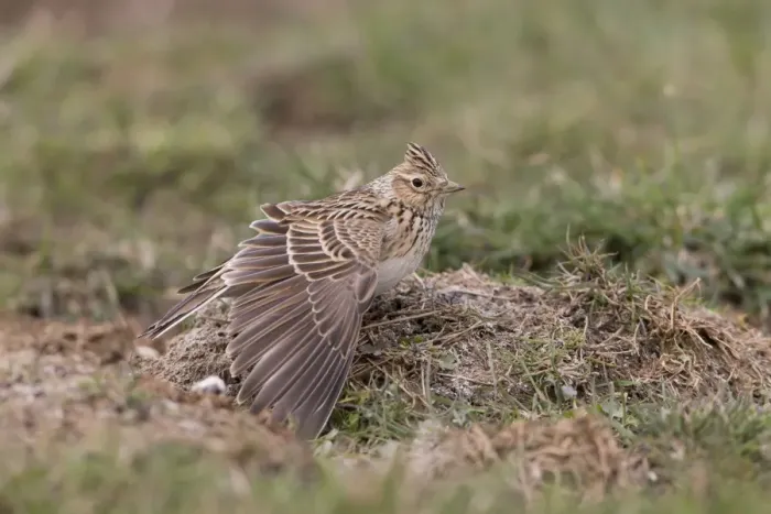 Framed Print : Skylark (Alauda arvensis) adult, stretching wing, standing on ground, Suffolk, England, April
