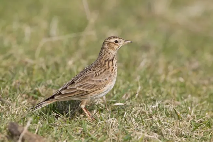 Framed Print : Skylark (Alauda arvensis) adult female, standing on grass in field, Suffolk, England, march Framed Print : Skylark (Alauda arvensis) adult female, standing on grass in field, Suffolk, England, march