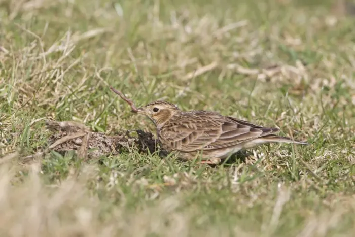 Framed Print : Skylark (Alauda arvensis) adult female, feeding, with earthworm in beak, standing on grass in field, Suffolk, England Framed Print : Skylark (Alauda arvensis) adult female, feeding, with earthworm in beak, standing on grass in field, Suffolk, England