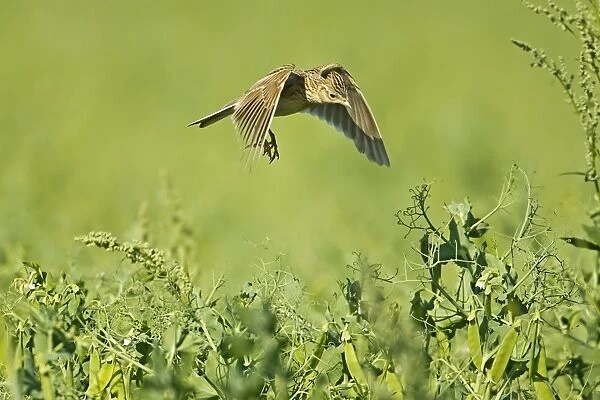 Skylark (Alauda arvensis) adult, in flight, hovering over nest in pea crop, Warwickshire, England, june