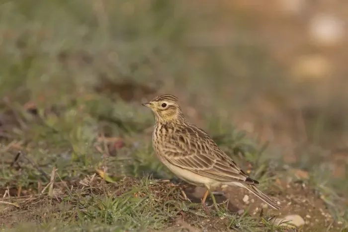 Framed Print : Skylark Alauda arvensis adult, foraging on ground, Spain, January Framed Print : Skylark Alauda arvensis adult, foraging on ground, Spain, January