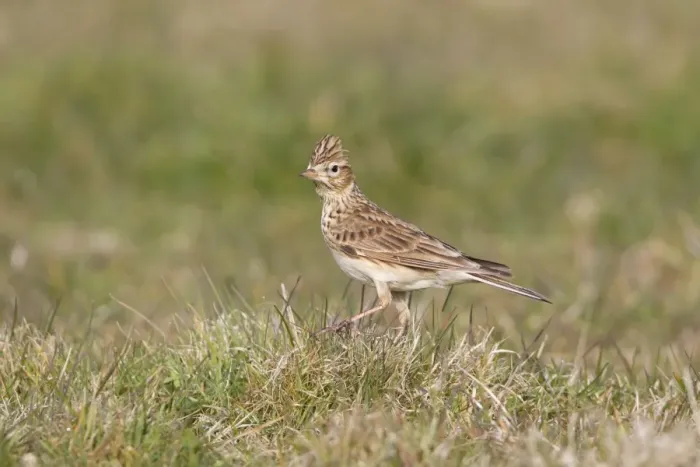 Framed Print : Skylark (Alauda arvensis) adult male, standing on grass, Suffolk, England, april Framed Print : Skylark (Alauda arvensis) adult male, standing on grass, Suffolk, England, april