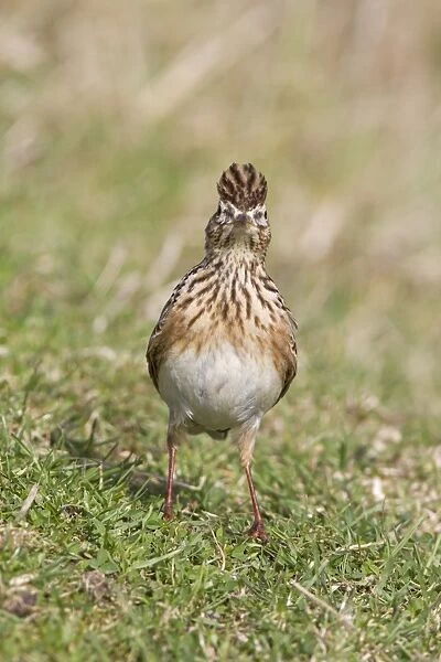 Skylark (Alauda arvensis) adult male, with crest raised, standing on grass in field, Suffolk, England, march