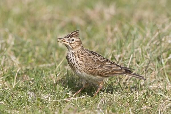 Skylark (Alauda arvensis) adult male, singing with crest raised, standing on grass in field, Suffolk, England, march