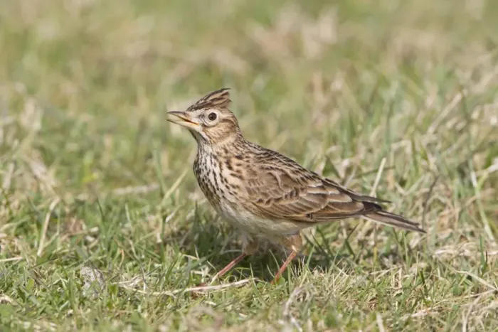 Framed Print : Skylark (Alauda arvensis) adult male, singing with crest raised, standing on grass in field, Suffolk, England, march