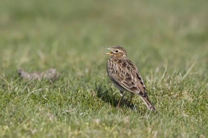 Framed Print : Skylark (Alauda arvensis) adult male, singing, standing on grass in field, Suffolk, England, march Framed Print : Skylark (Alauda arvensis) adult male, singing, standing on grass in field, Suffolk, England, march