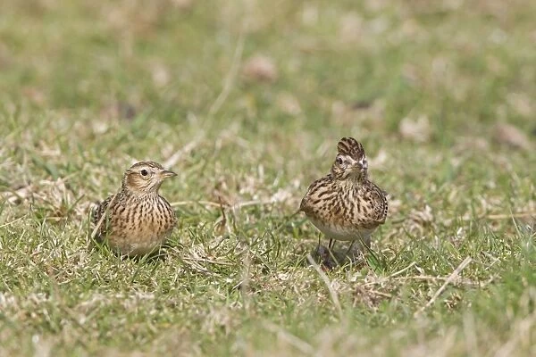 Skylark (Alauda arvensis) adult pair, standing on grass in field, Suffolk, England, march