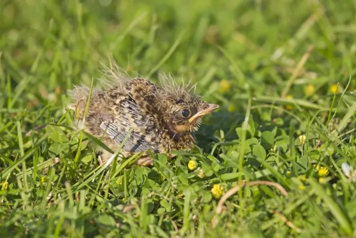 Framed Print : Skylark (Alauda arvensis) chick, eight-days old, standing on grass having just left nest, Suffolk, England, July Framed Print : Skylark (Alauda arvensis) chick, eight-days old, standing on grass having just left nest, Suffolk, England, July