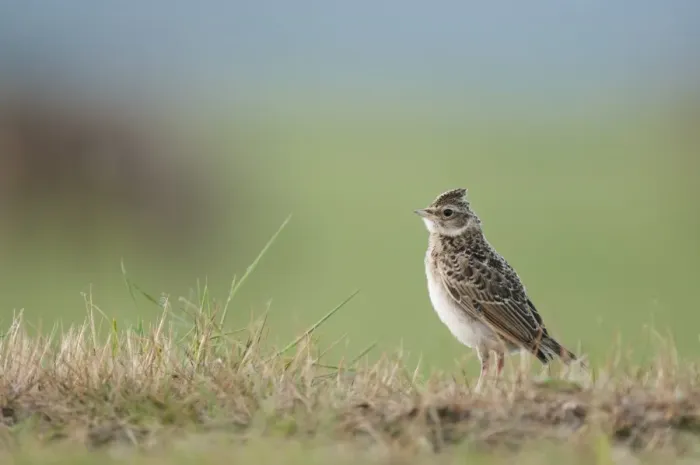 Framed Print : Skylark (Alauda arvensis) juvenile, standing on grass, North Kent Marshes, Isle of Sheppey, Kent, England, may