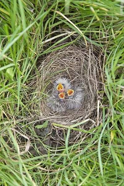 Skylark (Alauda arvensis) three newly hatched chicks, calling for food in nest, Suffolk, England, July