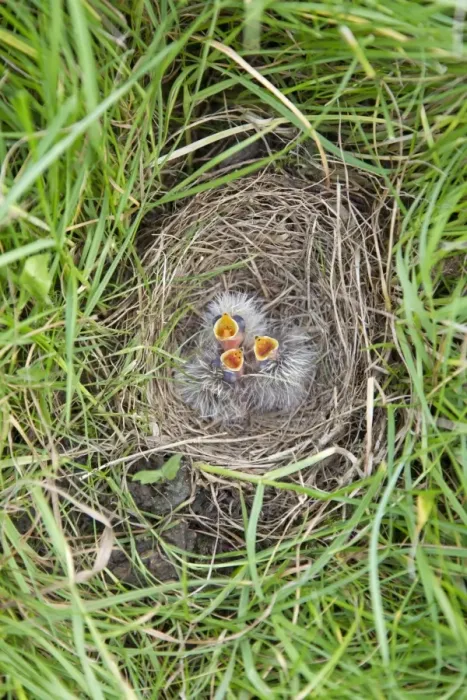 Framed Print : Skylark (Alauda arvensis) three newly hatched chicks, calling for food in nest, Suffolk, England, July