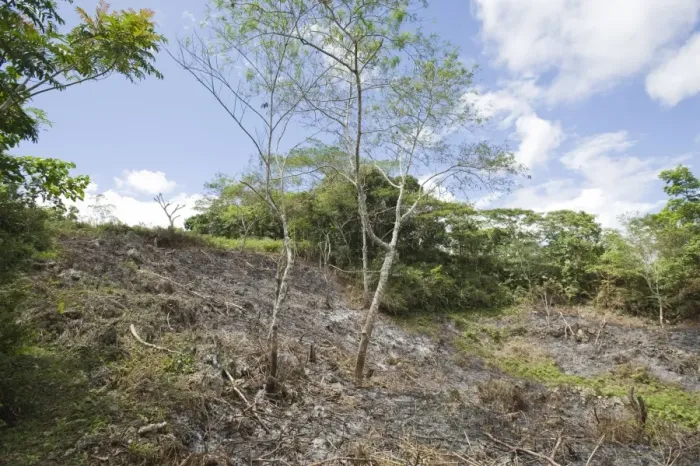 Framed Print : Slash and burn forest clearance, Alcoy Forest, Cebu Island, Philippines Framed Print : Slash and burn forest clearance, Alcoy Forest, Cebu Island, Philippines