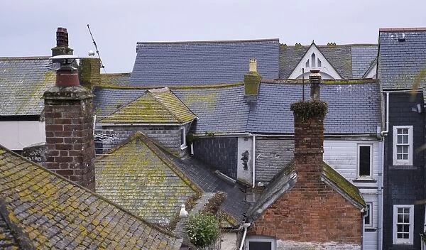 Slate roofs in seaside town with Herring Gulls (Larus argentatus), St. Ives, Cornwall, England, May