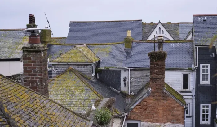 Framed Print : Slate roofs in seaside town with Herring Gulls (Larus argentatus), St. Ives, Cornwall, England, May