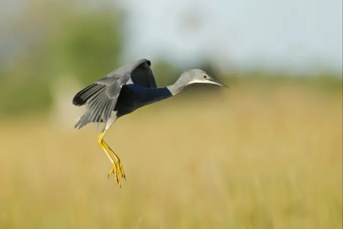 Framed Print : Slaty Egret (Egretta vinaceigula) adult, in flight, landing in wetland, Okavango Delta, Botswana Framed Print : Slaty Egret (Egretta vinaceigula) adult, in flight, landing in wetland, Okavango Delta, Botswana