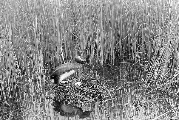 Slavonian Grebe at nest. Loch Ruthven Inverness-shire 1939