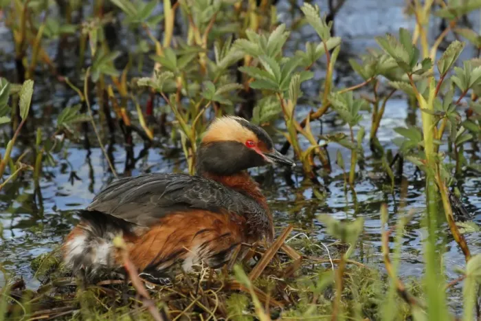 Framed Print : Slavonian Grebe (Podiceps auritus) adult, breeding plumage, sitting on nest, Lake Myvatn, Iceland, June