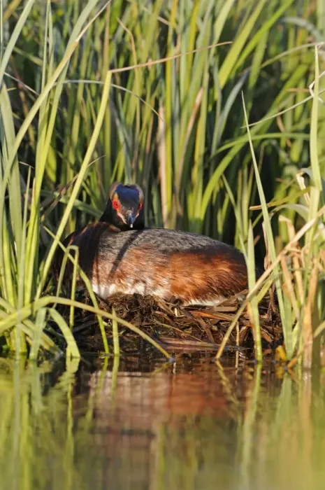 Framed Print : Slavonian Grebe (Podiceps auritus) adult, breeding plumage, sitting on nest in reedbed, Iceland, June Framed Print : Slavonian Grebe (Podiceps auritus) adult, breeding plumage, sitting on nest in reedbed, Iceland, June