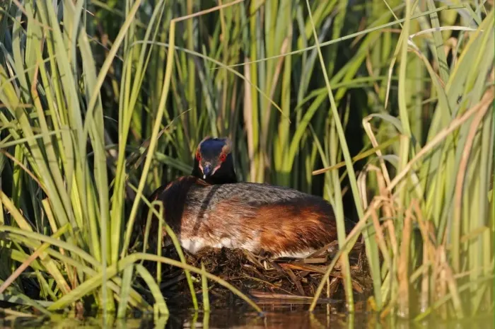 Framed Print : Slavonian Grebe (Podiceps auritus) adult, breeding plumage, sitting on nest in reedbed, Iceland, June Framed Print : Slavonian Grebe (Podiceps auritus) adult, breeding plumage, sitting on nest in reedbed, Iceland, June