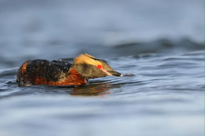 Framed Print : Slavonian Grebe (Podiceps auritus) adult, breeding plumage, in aggressive posture on water, Iceland, June Framed Print : Slavonian Grebe (Podiceps auritus) adult, breeding plumage, in aggressive posture on water, Iceland, June