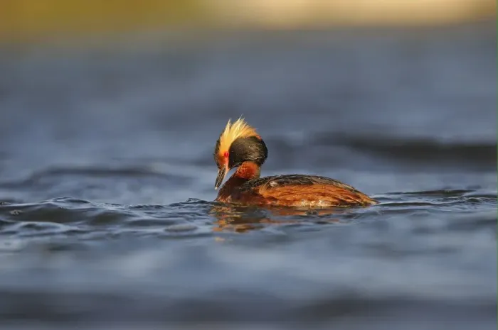 Framed Print : Slavonian Grebe (Podiceps auritus) adult, breeding plumage, swimming, Iceland, June