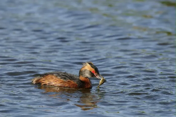 Framed Print : Slavonian Grebe (Podiceps auritus) adult, breeding plumage, swimming with fish in beak, Iceland, June Framed Print : Slavonian Grebe (Podiceps auritus) adult, breeding plumage, swimming with fish in beak, Iceland, June