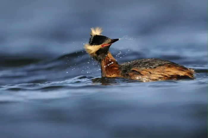 Framed Print : Slavonian Grebe (Podiceps auritus) adult, breeding plumage, shaking head on water, Iceland, June Framed Print : Slavonian Grebe (Podiceps auritus) adult, breeding plumage, shaking head on water, Iceland, June