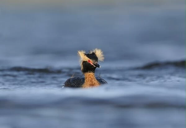 Slavonian Grebe (Podiceps auritus) adult, breeding plumage, displaying with crests raised on water, Iceland, June