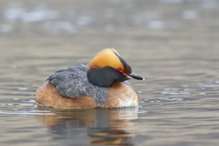 Framed Print : Slavonian Grebe (Podiceps auritus) adult female, breeding plumage, swimming on lake, Lake Myvatn, Iceland, May Framed Print : Slavonian Grebe (Podiceps auritus) adult female, breeding plumage, swimming on lake, Lake Myvatn, Iceland, May