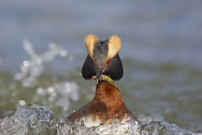 Framed Print : Slavonian Grebe (Podiceps auritus) adult female, breeding plumage, with stickleback prey in beak, swimming on lake