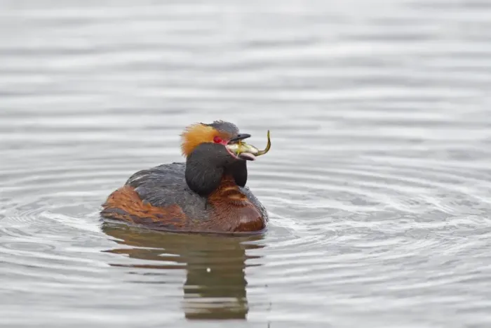 Framed Print : Slavonian Grebe (Podiceps auritus) adult male, breeding plumage, swallowing stickleback prey, swimming on lake Framed Print : Slavonian Grebe (Podiceps auritus) adult male, breeding plumage, swallowing stickleback prey, swimming on lake