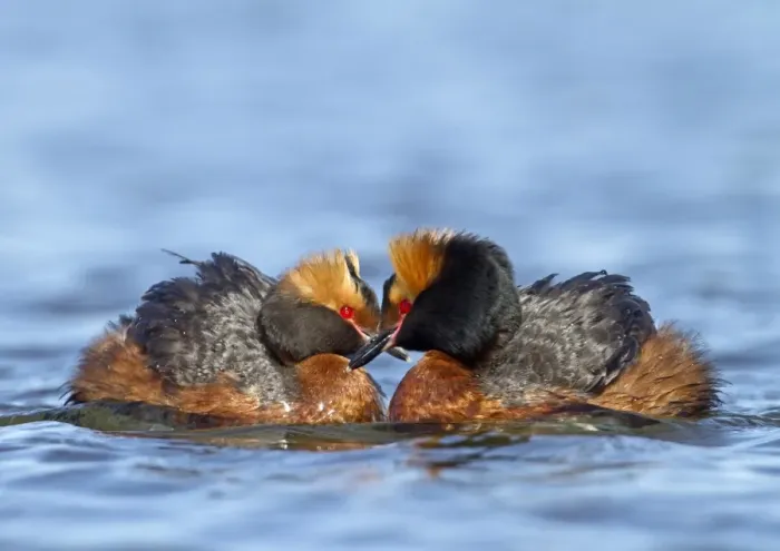 Framed Print : Slavonian Grebe (Podiceps auritus) adult pair, breeding plumage, displaying on water, Finland, june
