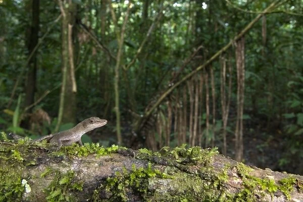 Slender Anole (Anolis fuscoauratus) adult, standing on log in tropical forest habitat, Los Amigos Biological Station, Madre de Dios, Amazonia, Peru