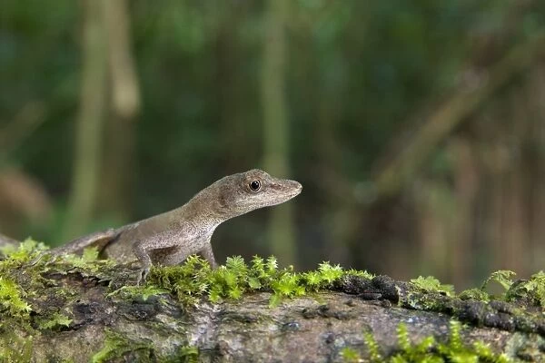 Slender Anole (Anolis fuscoauratus) adult, standing on log in tropical forest, Los Amigos Biological Station, Madre de Dios, Amazonia, Peru