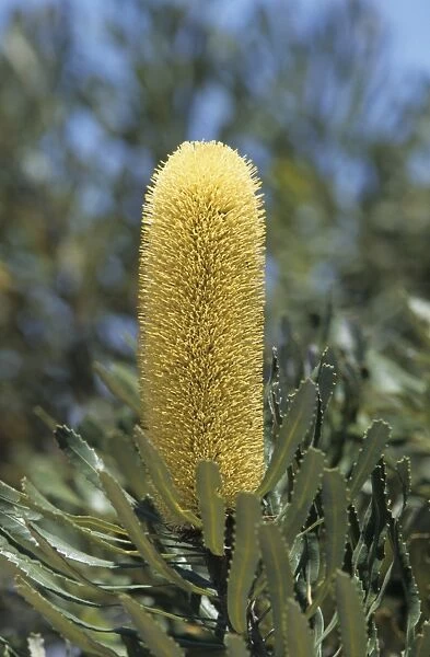 Slender Banksia (Banksia attenuata) close-up of flower, Australia