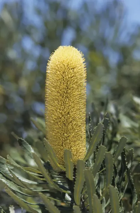 Framed Print : Slender Banksia (Banksia attenuata) close-up of flower, Australia