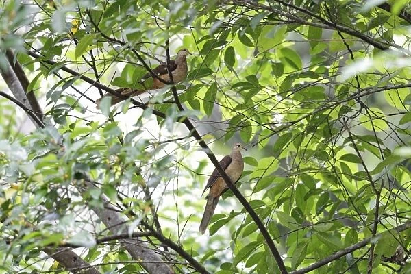 Slender-billed Cuckoo-dove (Macropygia amboinensis carteretia) adult pair, perched on branch, New Ireland