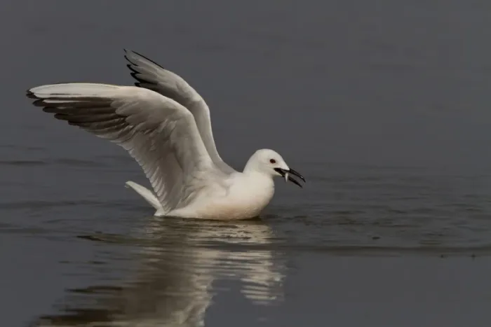 Framed Print : Slender billed gull catching a fish - Coto Donana, Spain