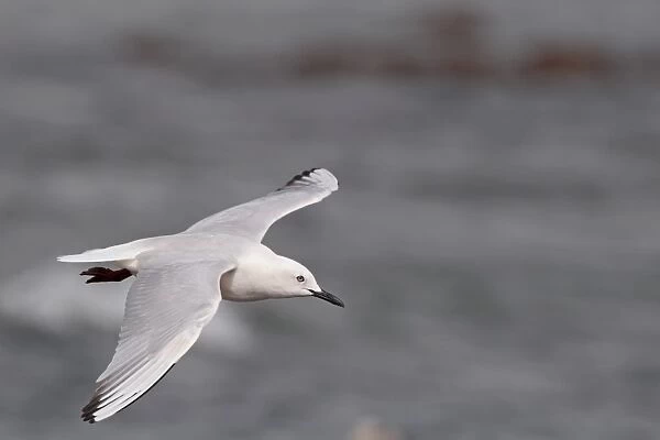 Slender-billed Gull (Chroicocephalus genei) adult, breeding plumage, in flight, Gambia, march