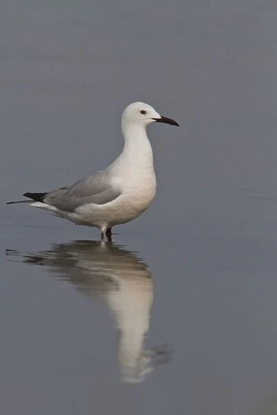 Slender billed gull - Coto Donana, Spain