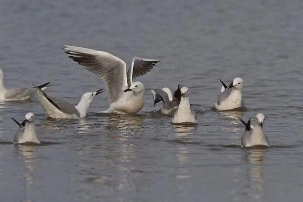 Slender billed gulls - Coto Donana, Spain