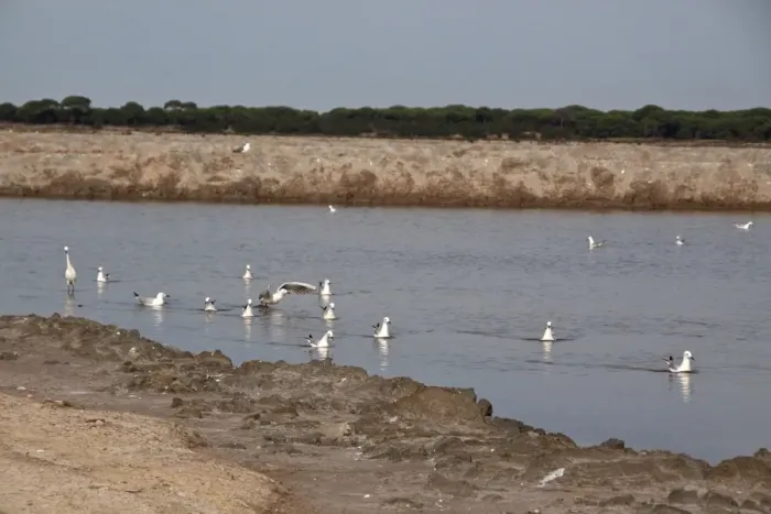 Framed Print : Slender billed gulls with little egret - Coto Donana, Spain Framed Print : Slender billed gulls with little egret - Coto Donana, Spain