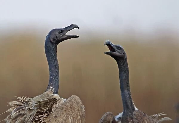 Slender-billed Vulture (Gyps tenuirostris) two adults, close-up of heads and necks, squabbling at carrion