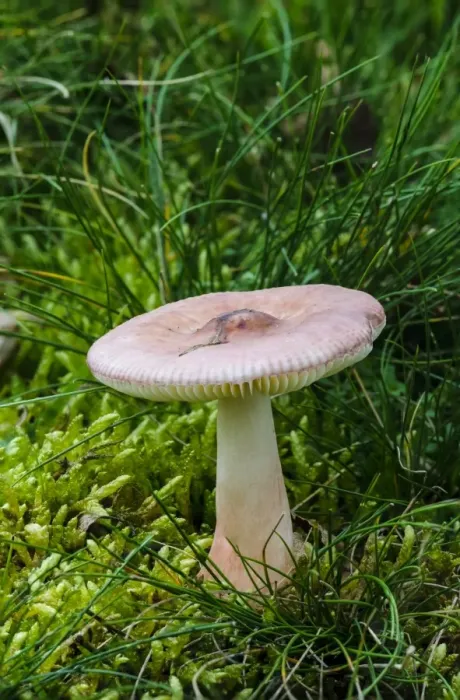 Framed Print : Slender Brittlegill (Russula gracillima) fruiting body, growing in damp mossy ground, Clumber Park, Nottinghamshire Framed Print : Slender Brittlegill (Russula gracillima) fruiting body, growing in damp mossy ground, Clumber Park, Nottinghamshire