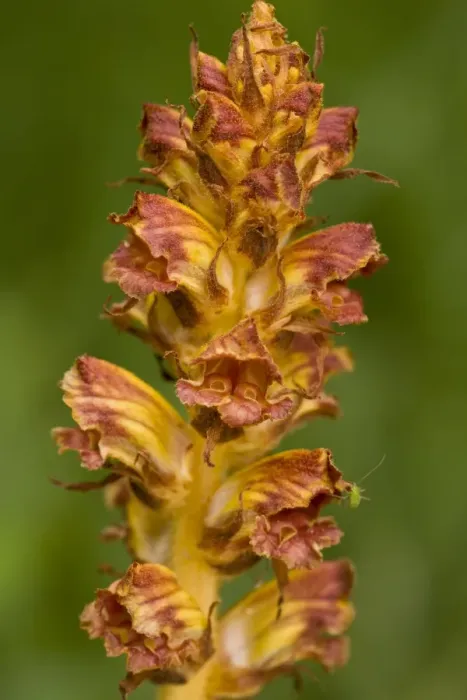 Framed Print : Slender Broomrape (Orobanche gracilis) close-up of flowers, parasitic on legumes, Slovenia, june Framed Print : Slender Broomrape (Orobanche gracilis) close-up of flowers, parasitic on legumes, Slovenia, june