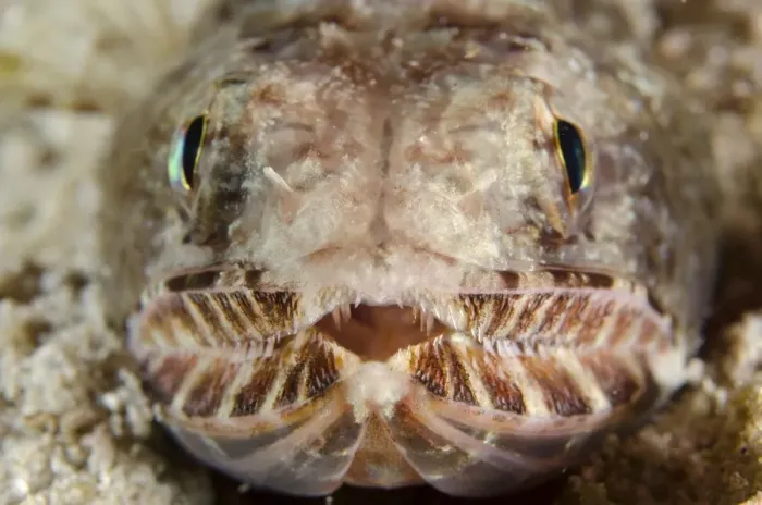 Framed Print : Slender Lizardfish (Saurida gracilis) adult, close-up of head, Padar Island, Komodo N. P Framed Print : Slender Lizardfish (Saurida gracilis) adult, close-up of head, Padar Island, Komodo N. P